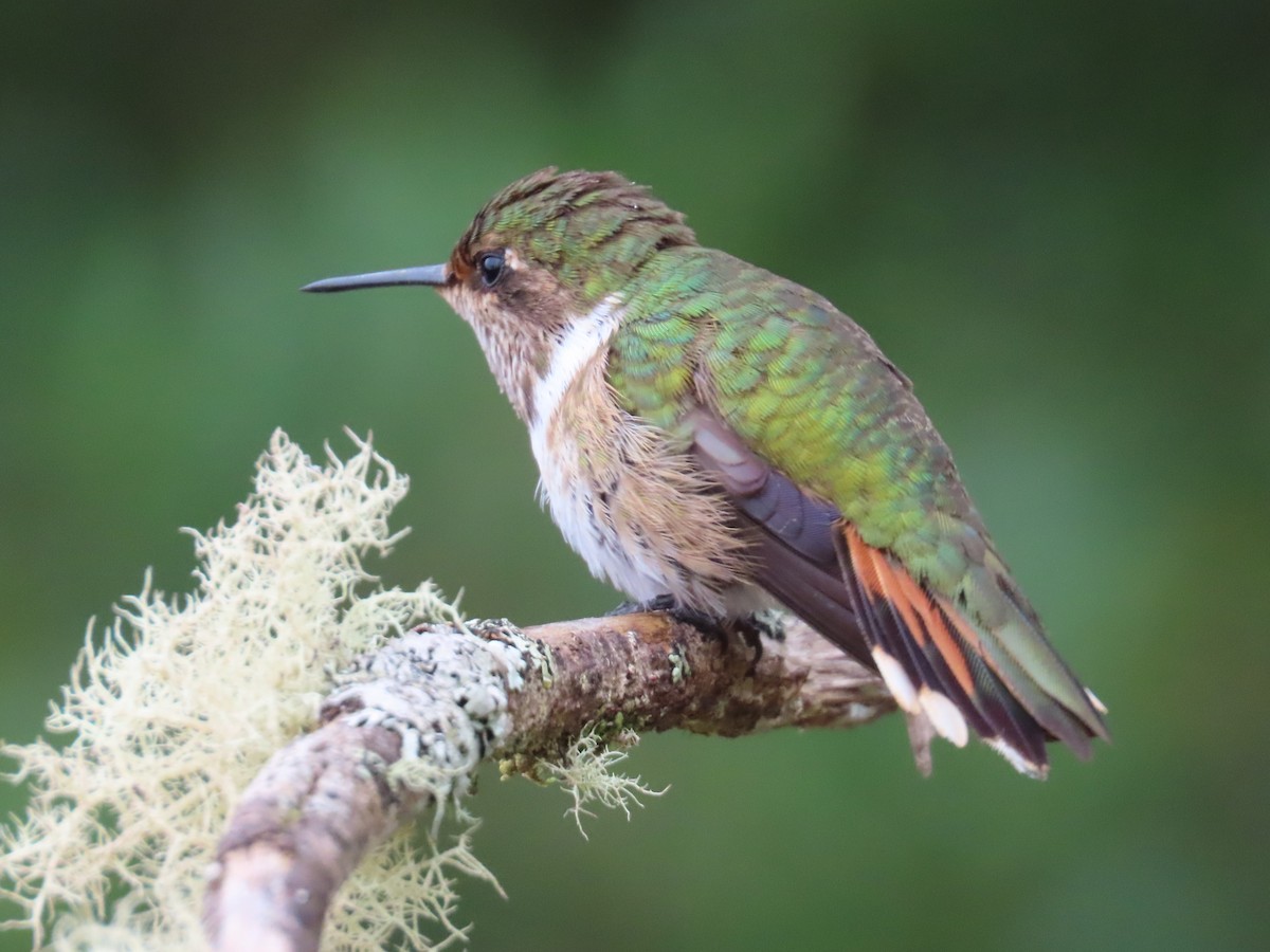 Volcano Hummingbird - ML638426097