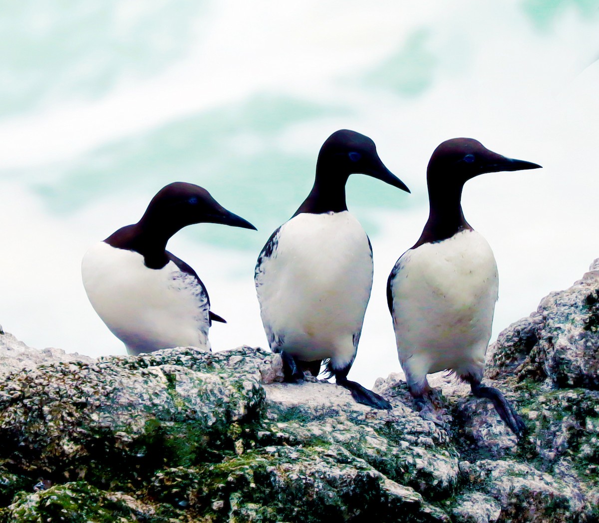 Common Murre - ML638426111
