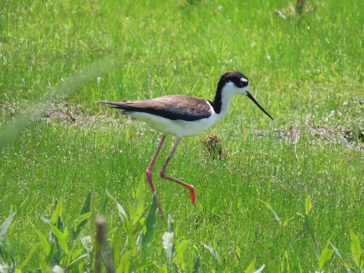 Black-necked Stilt - ML638426144