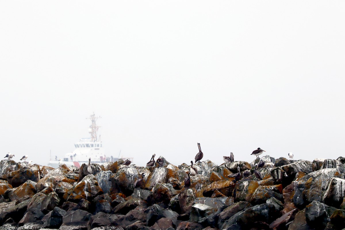 Brown Pelican - ML638426203