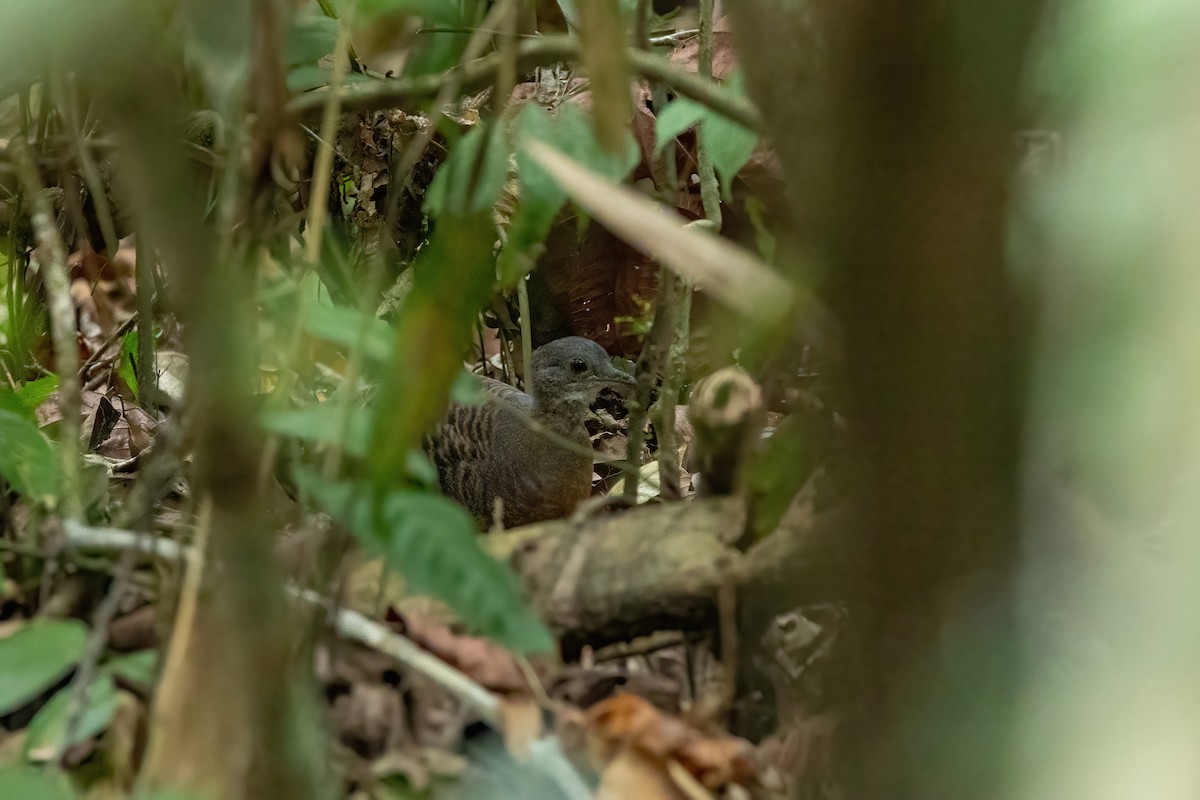 Bartlett's Tinamou - ML638426221