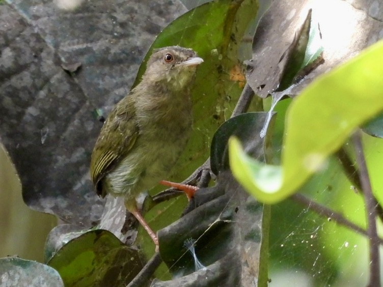 Green Crombec - ML638426222