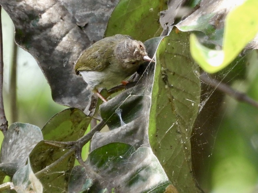 Green Crombec - ML638426223