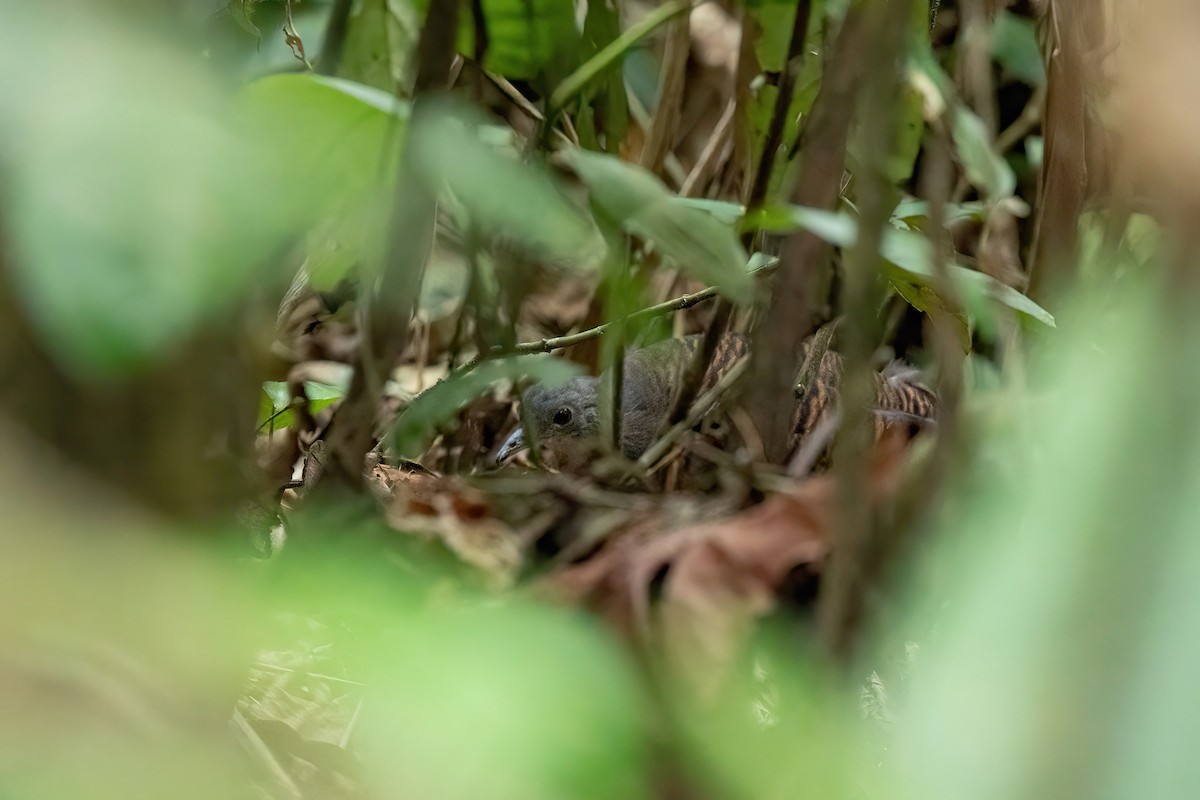 Bartlett's Tinamou - ML638426232