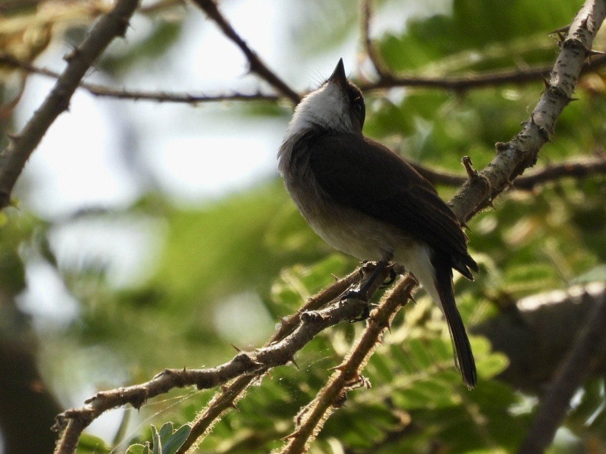 Swamp Flycatcher - ML638426235