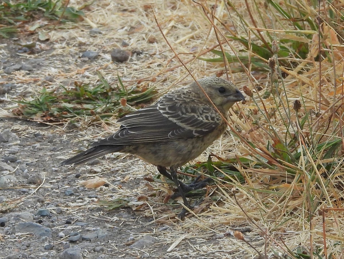 finch sp. - ML638426283