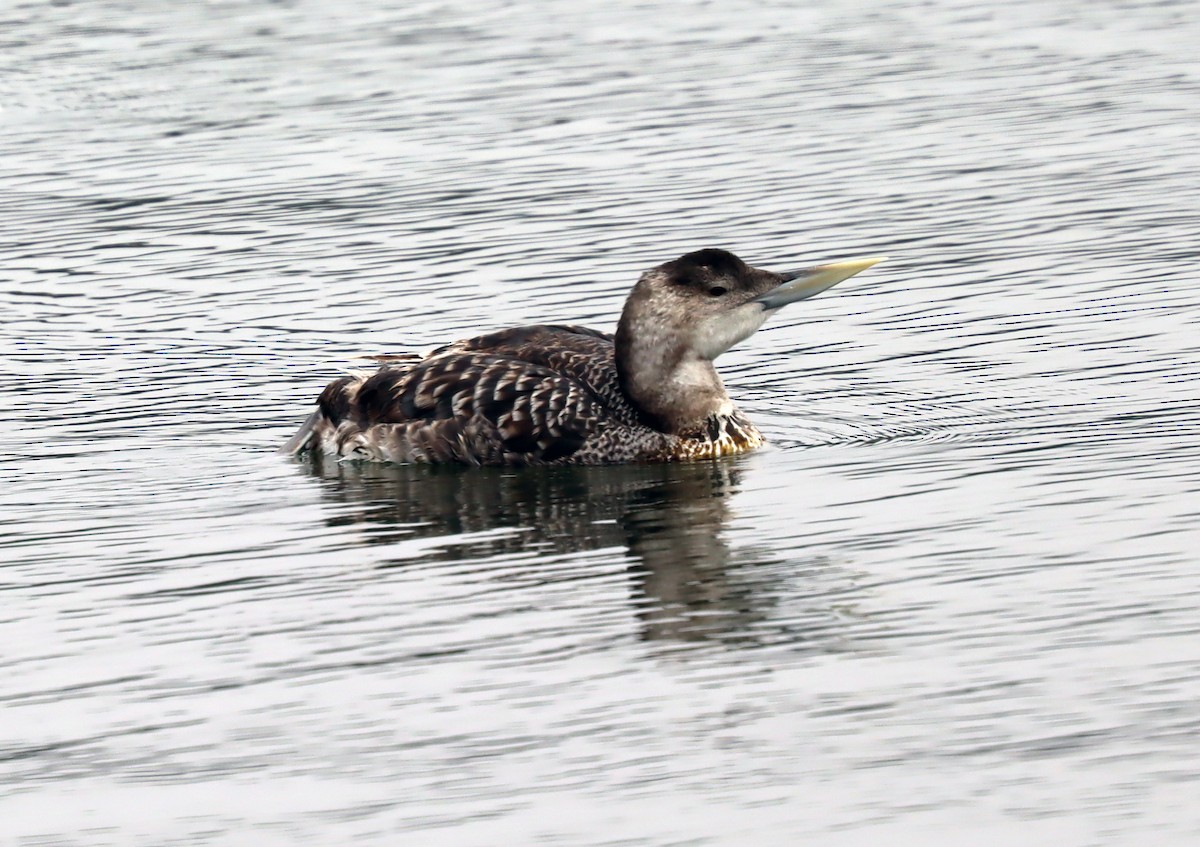 Yellow-billed Loon - ML638426285