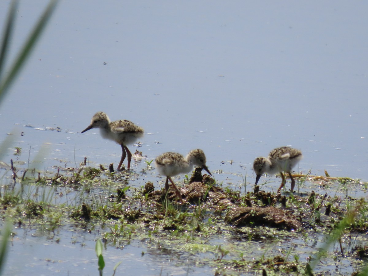 Black-necked Stilt - ML638426288