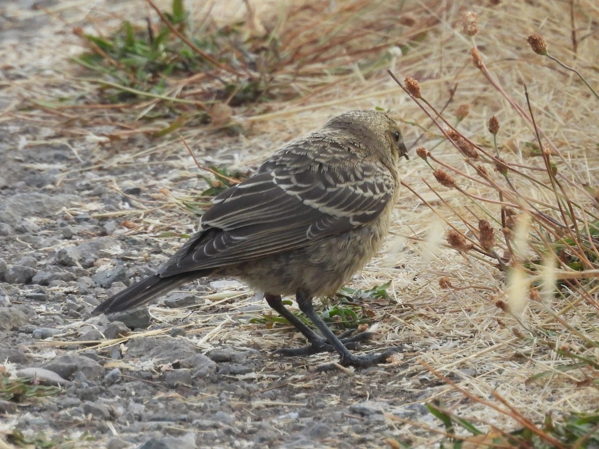 finch sp. - ML638426289