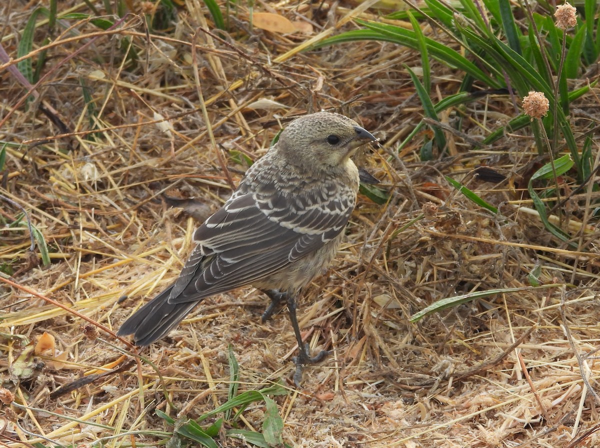 finch sp. - ML638426299