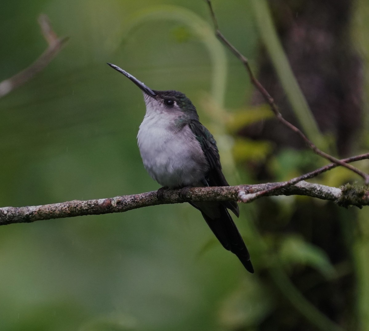 Wedge-tailed Sabrewing (Long-tailed) - ML638426395