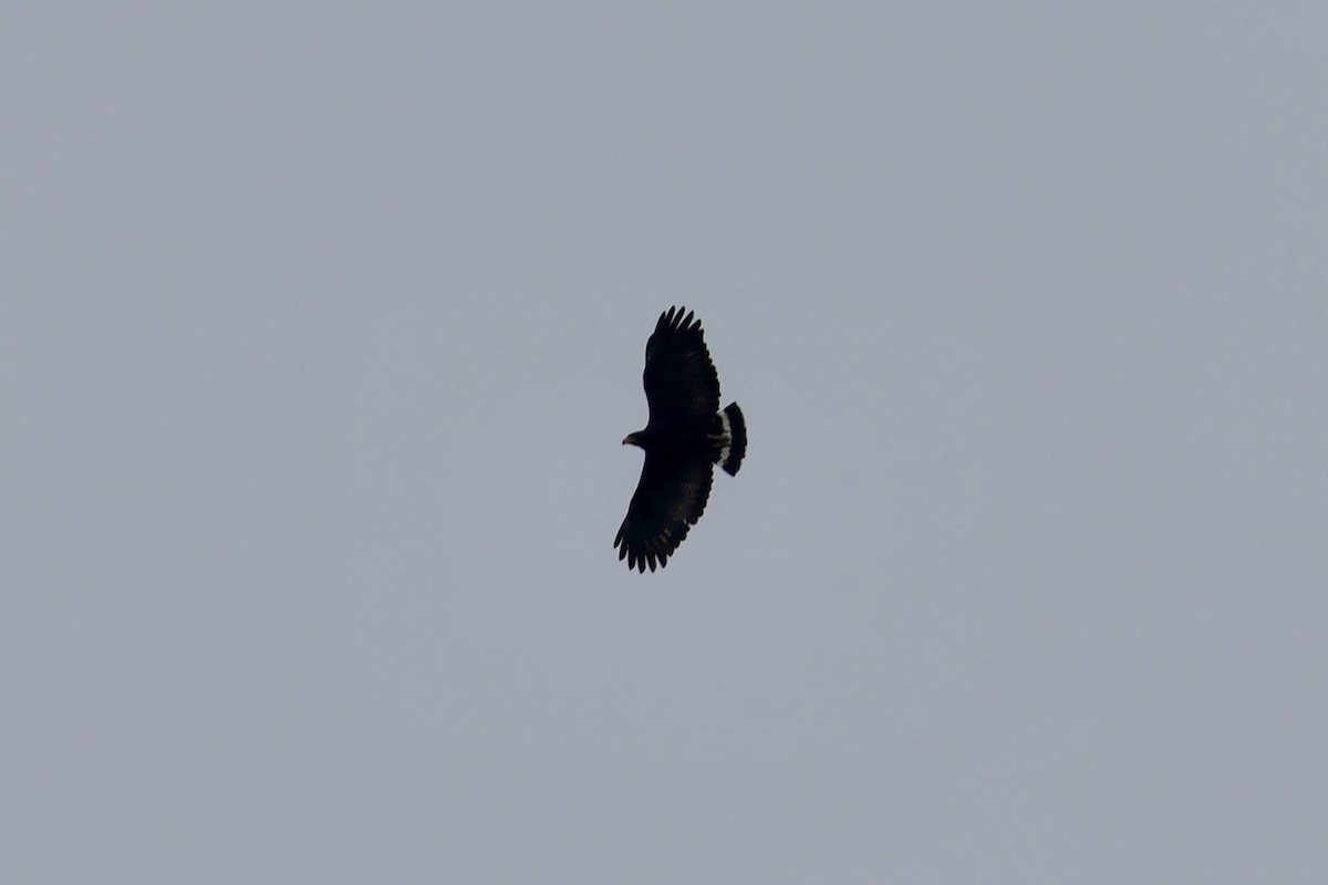 Common Black Hawk - ML638426415