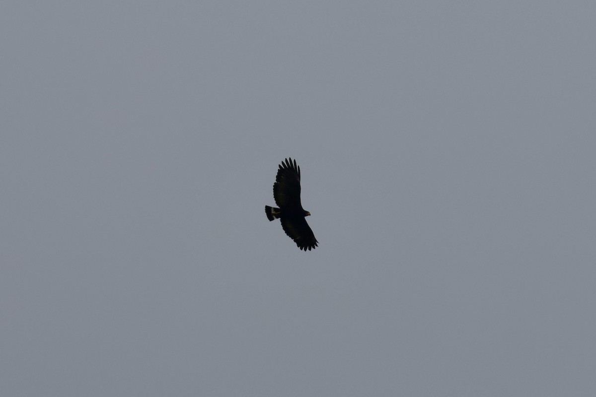 Common Black Hawk - ML638426416