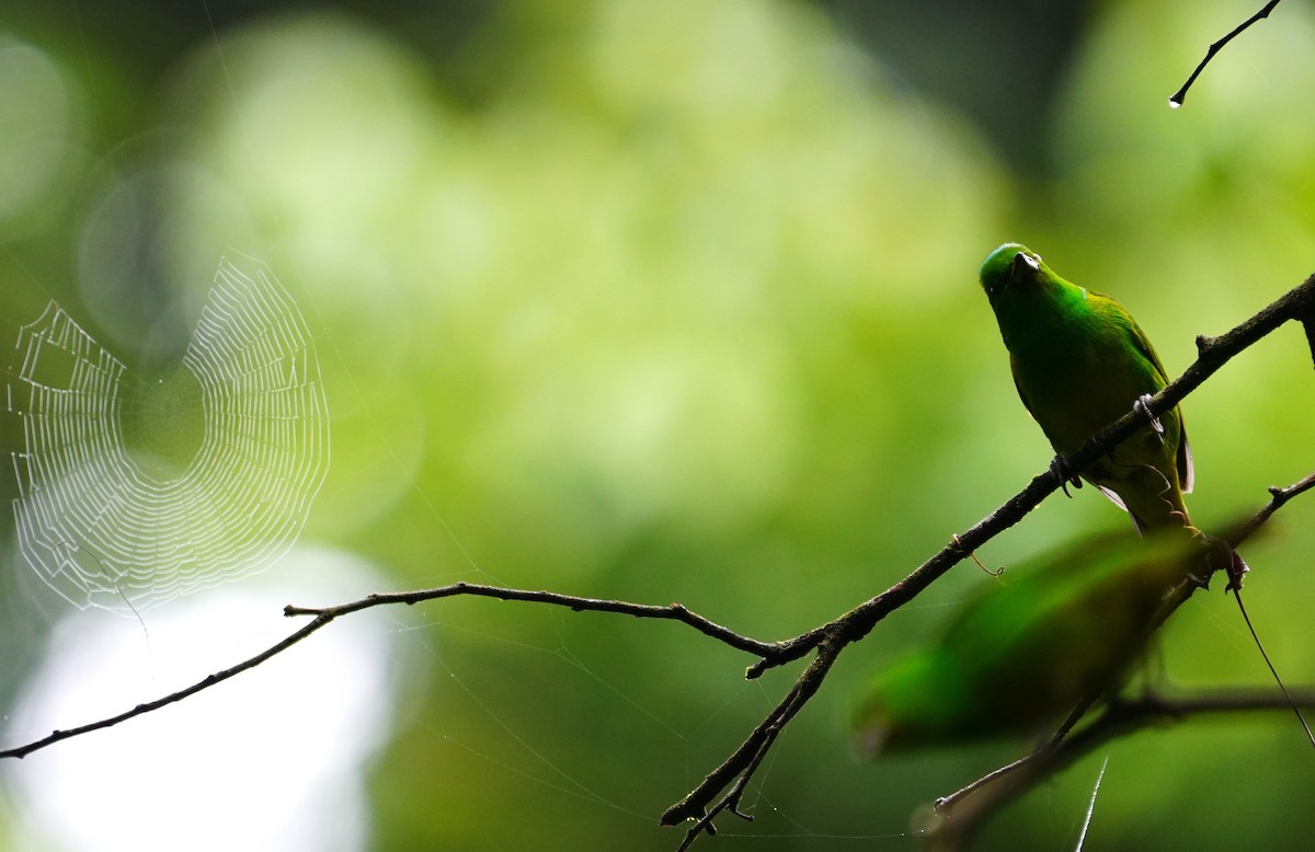 Blue-crowned Chlorophonia - ML638426427