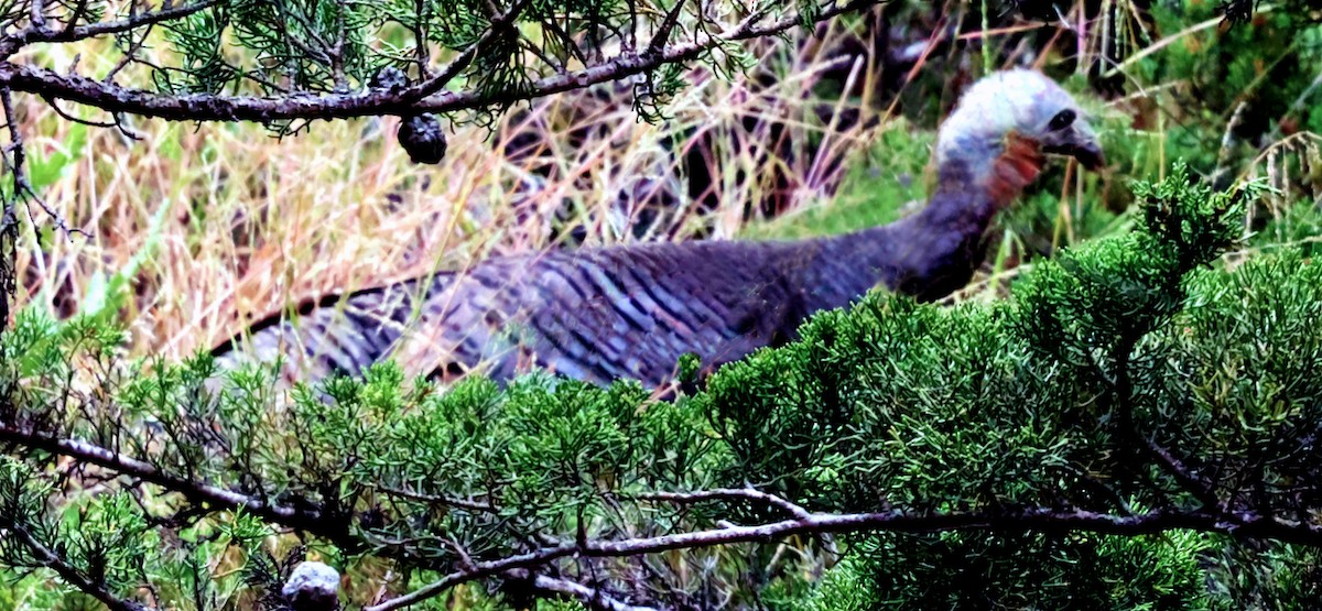 Wild Turkey - ML638426457