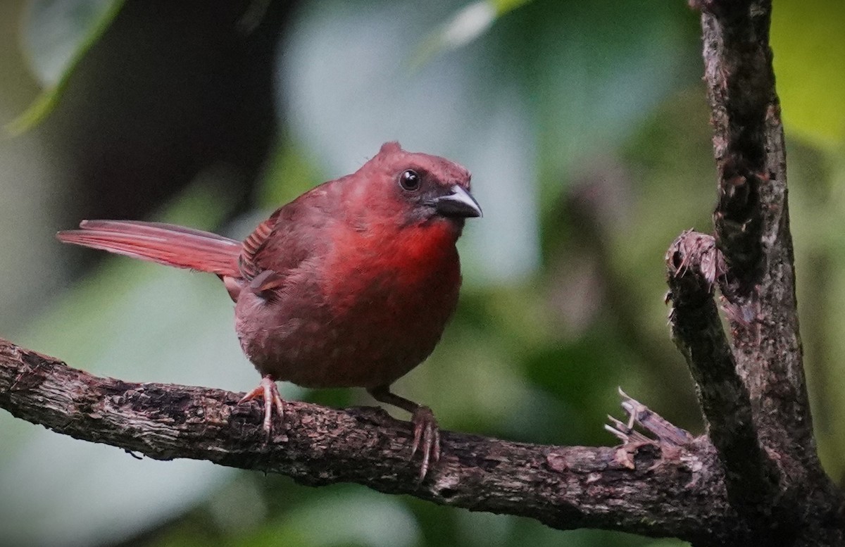 Red-throated Ant-Tanager - ML638426514