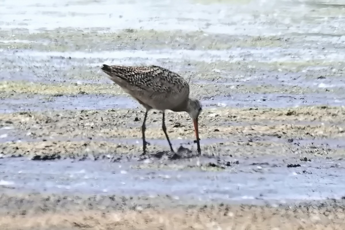 Marbled Godwit - ML638426541
