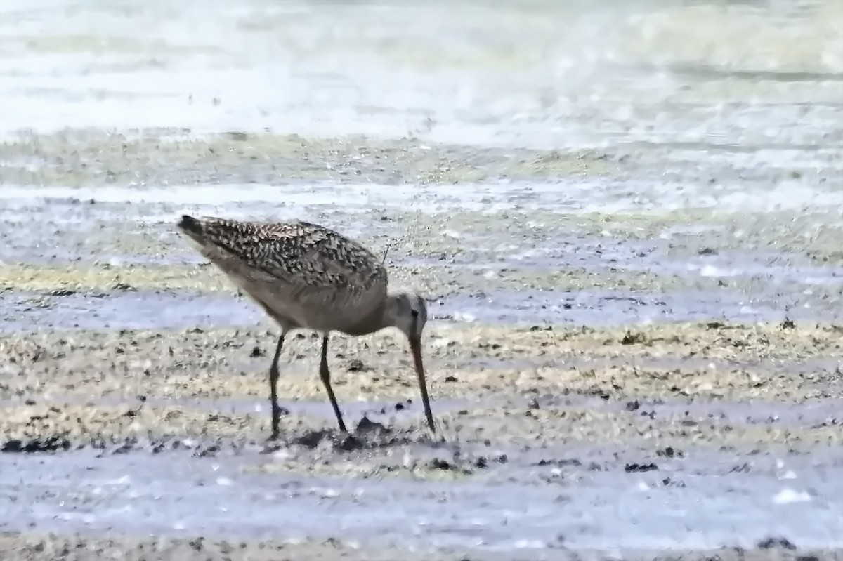 Marbled Godwit - ML638426542