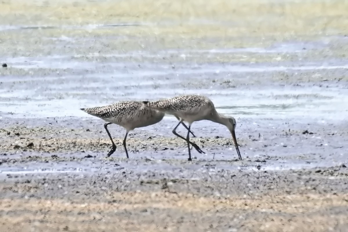 Marbled Godwit - ML638426543
