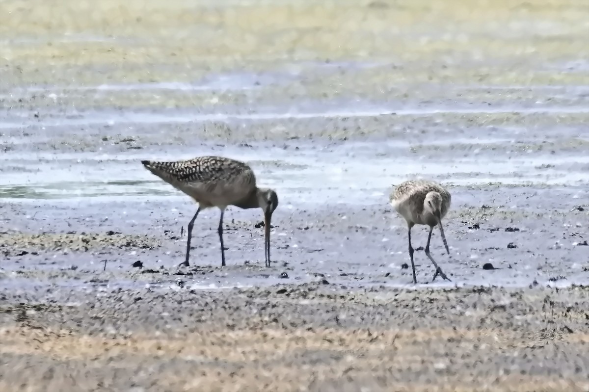 Marbled Godwit - ML638426544