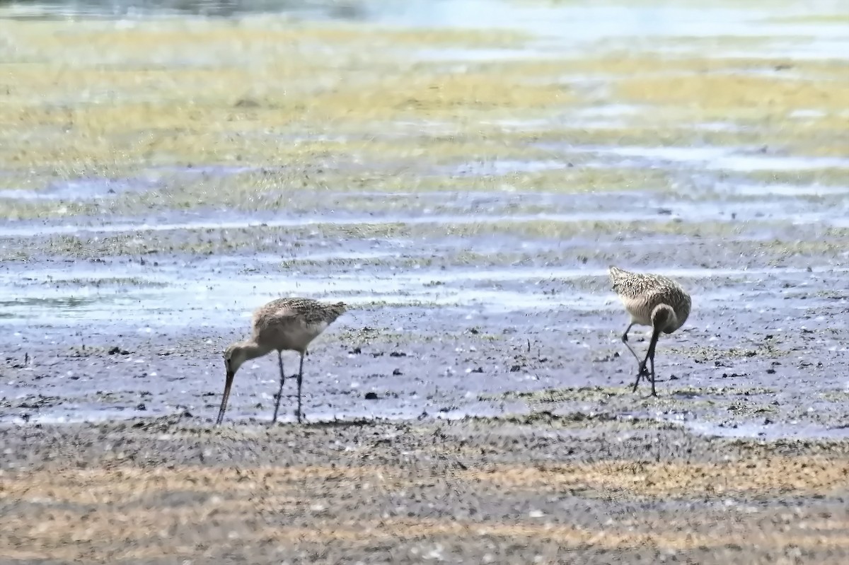 Marbled Godwit - ML638426545