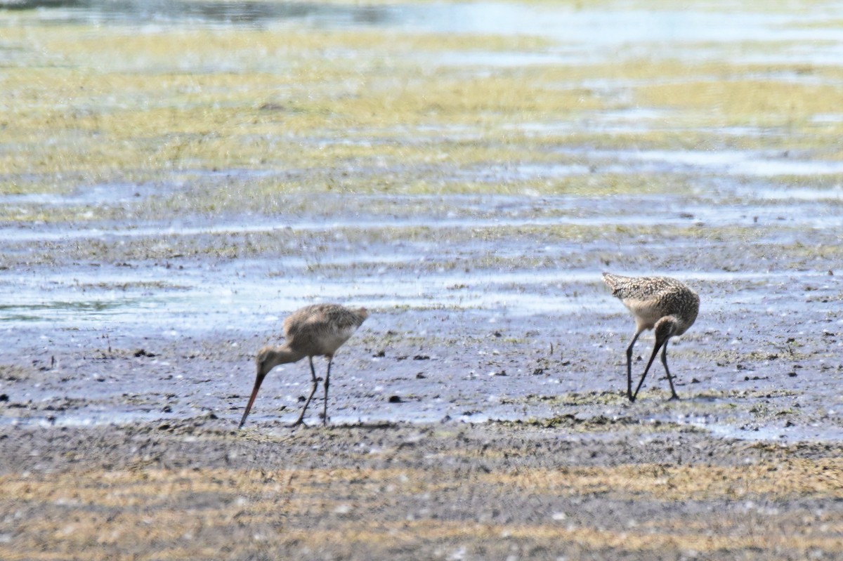Marbled Godwit - ML638426546