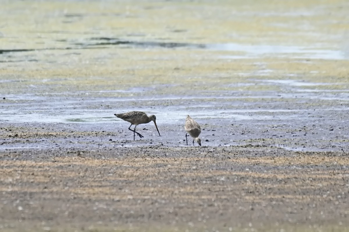 Marbled Godwit - ML638426547