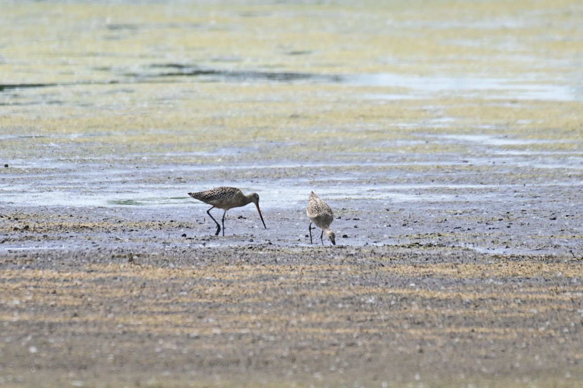 Marbled Godwit - ML638426548