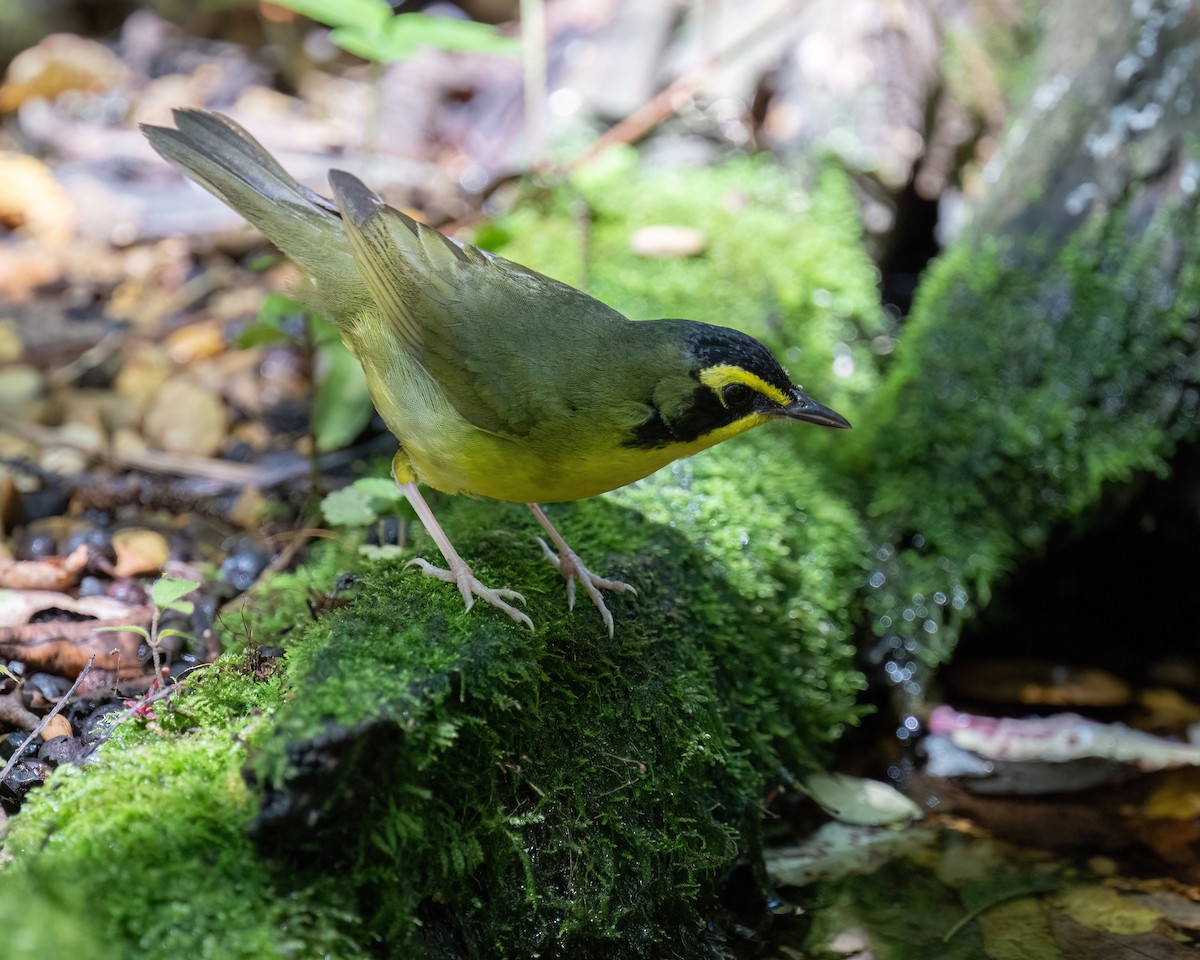 Kentucky Warbler - ML638426581