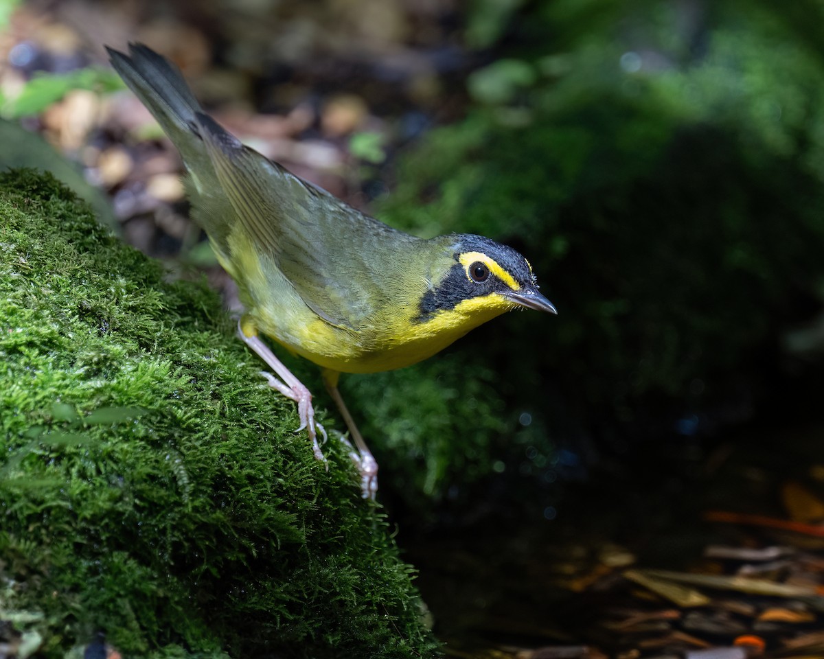 Kentucky Warbler - ML638426582