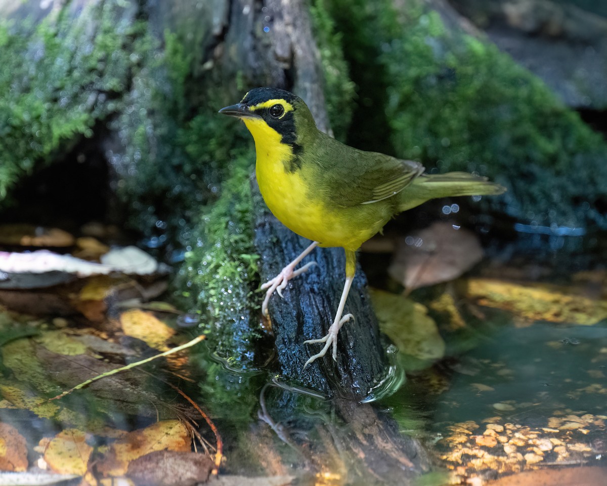 Kentucky Warbler - ML638426583