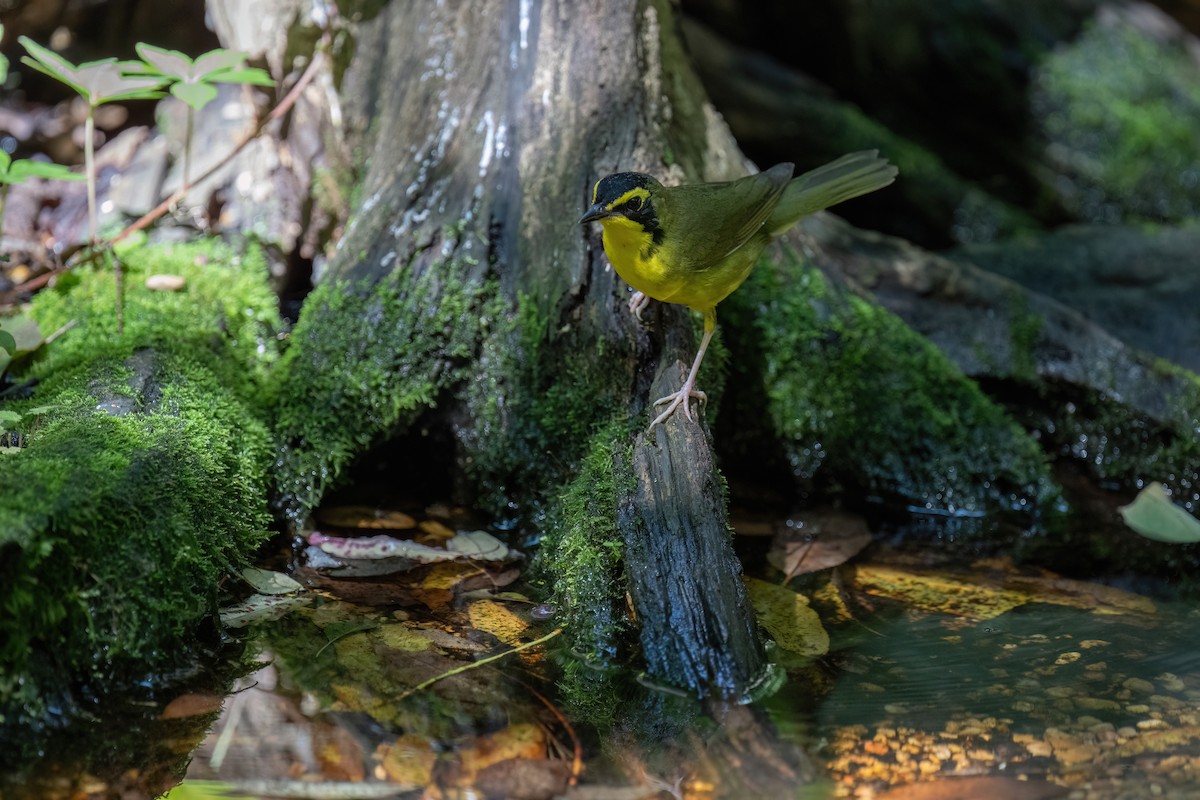 Kentucky Warbler - ML638426584