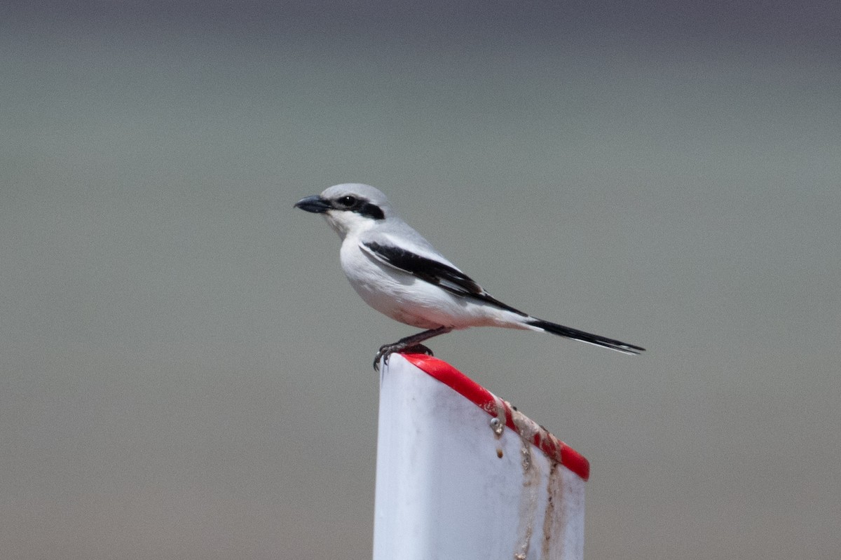 Great Gray Shrike (Steppe) - ML638426585