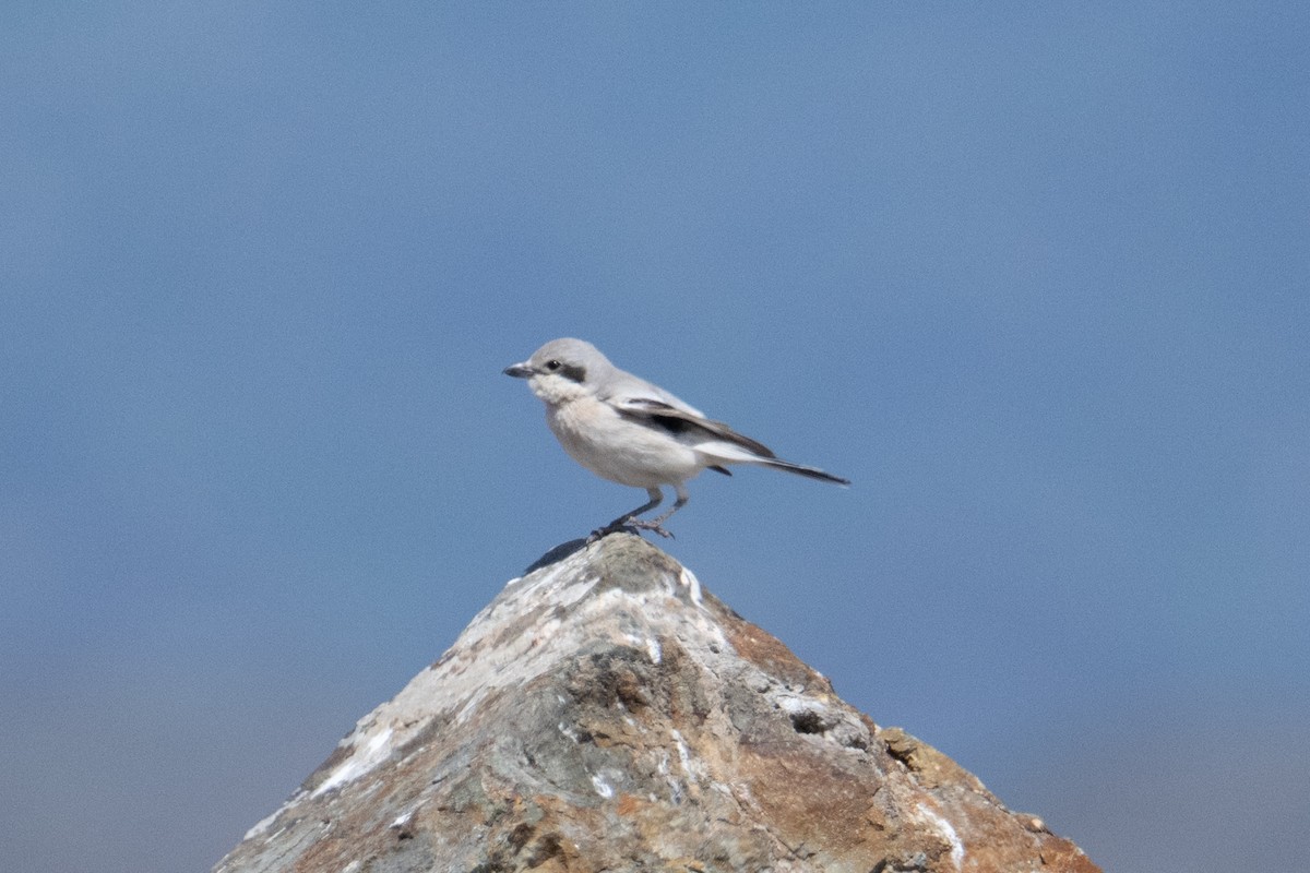 Great Gray Shrike (Steppe) - ML638426586