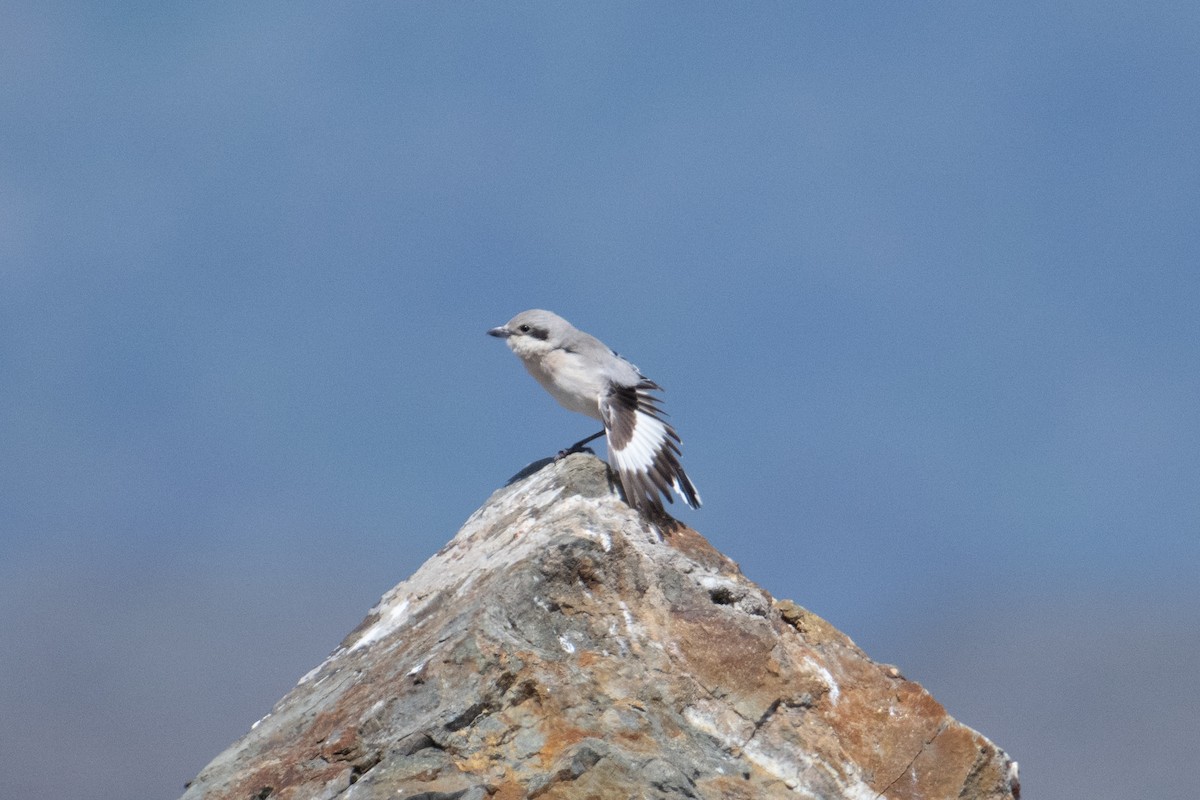 Great Gray Shrike (Steppe) - ML638426588