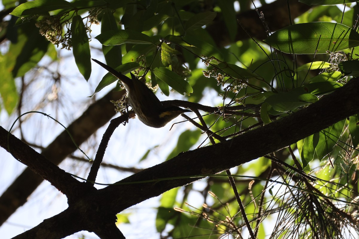 Mangrove Honeyeater - ML638426702