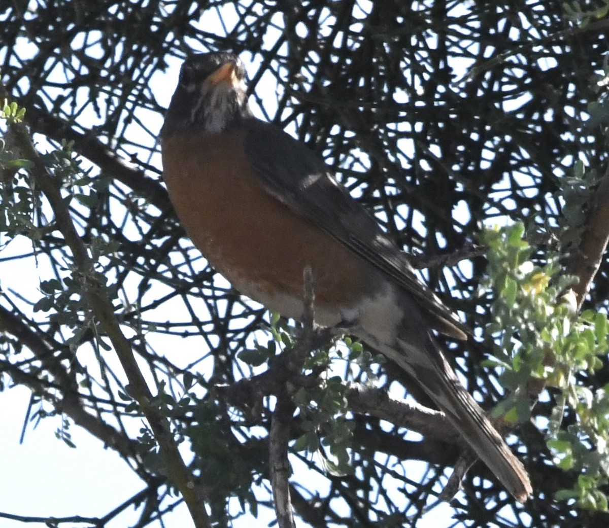 American Robin - ML638426728