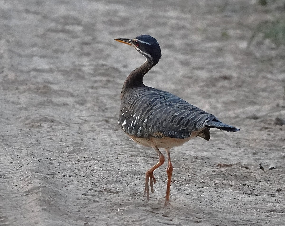 Sunbittern - ML638426752