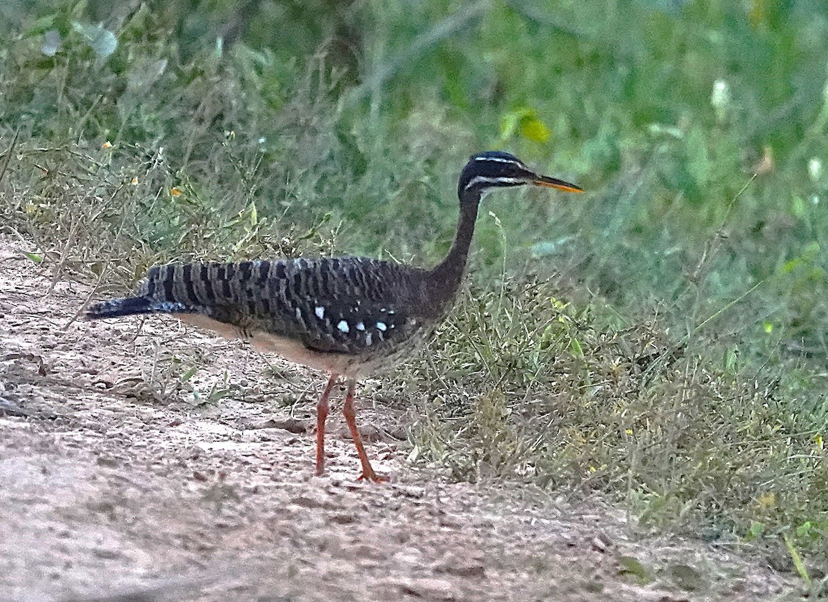 Sunbittern - ML638426753