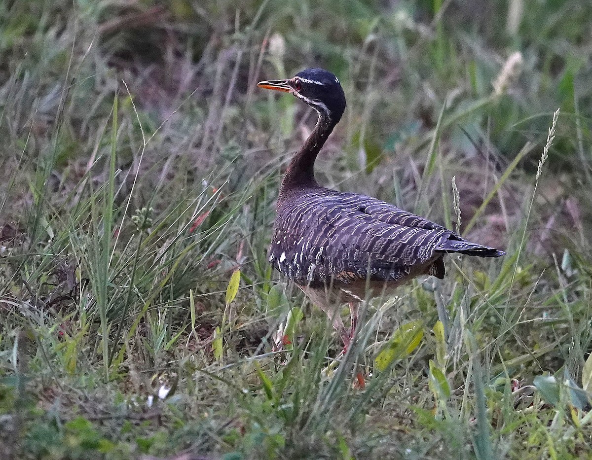 Sunbittern - ML638426754