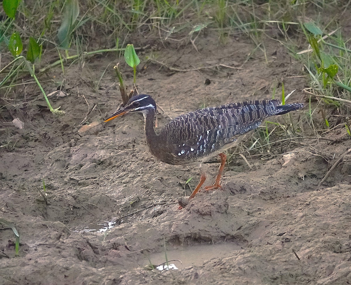 Sunbittern - ML638426755