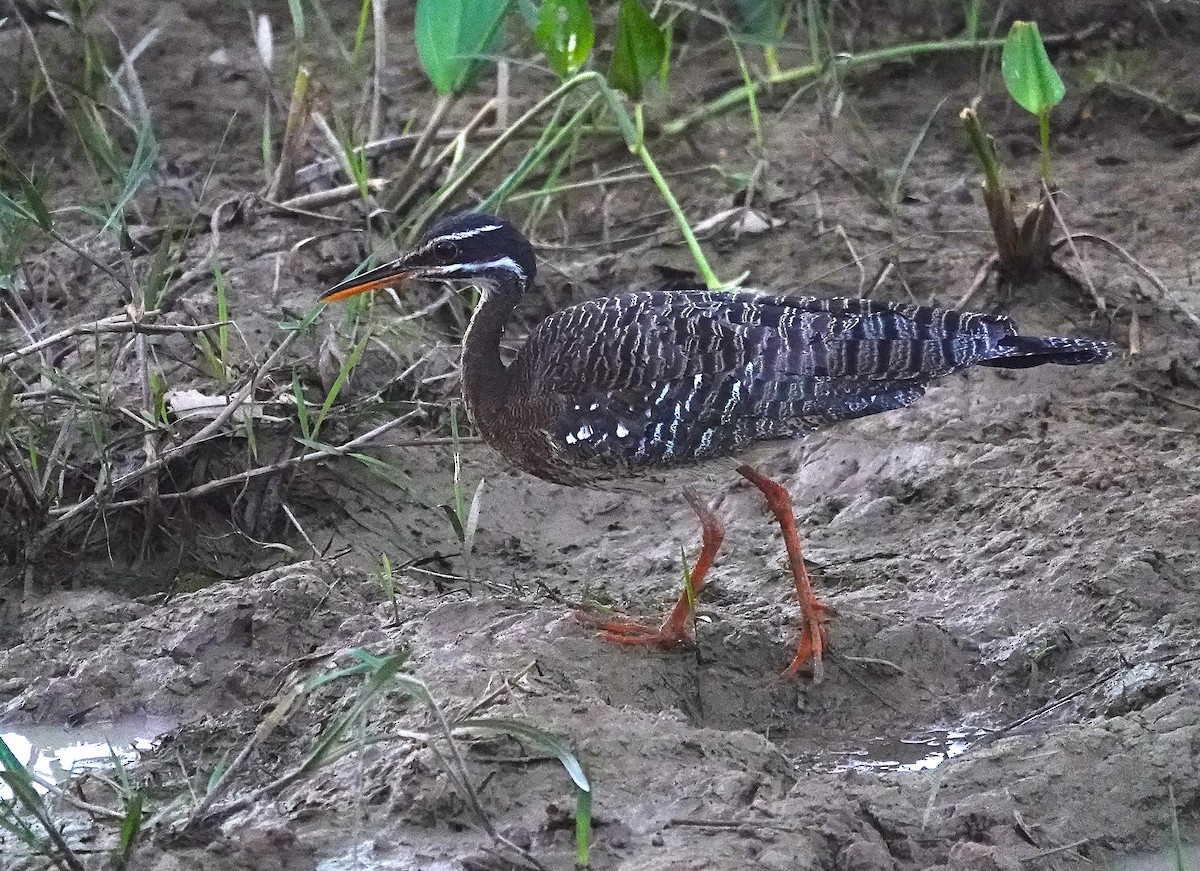 Sunbittern - ML638426757