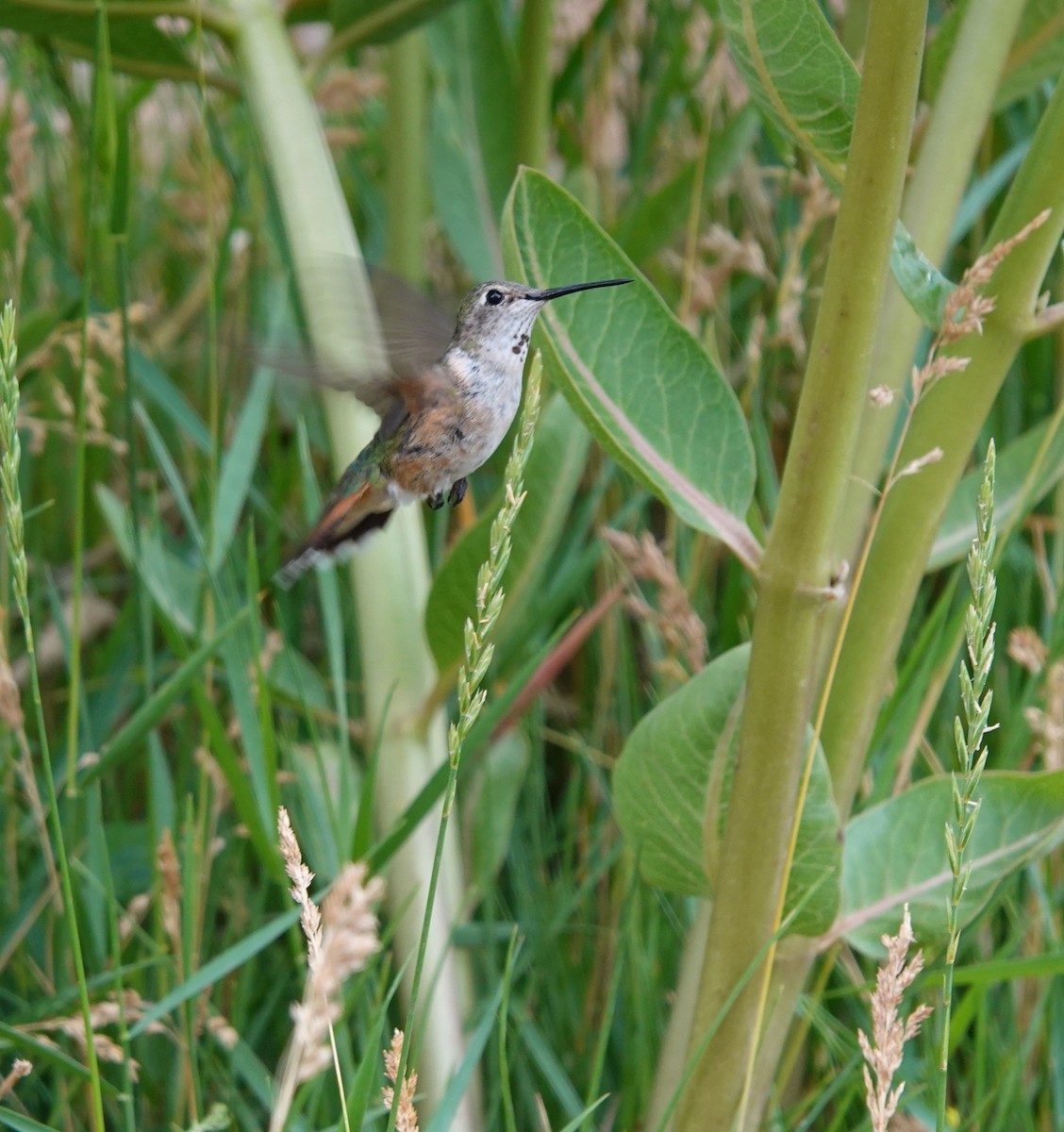 Broad-tailed Hummingbird - ML638426762