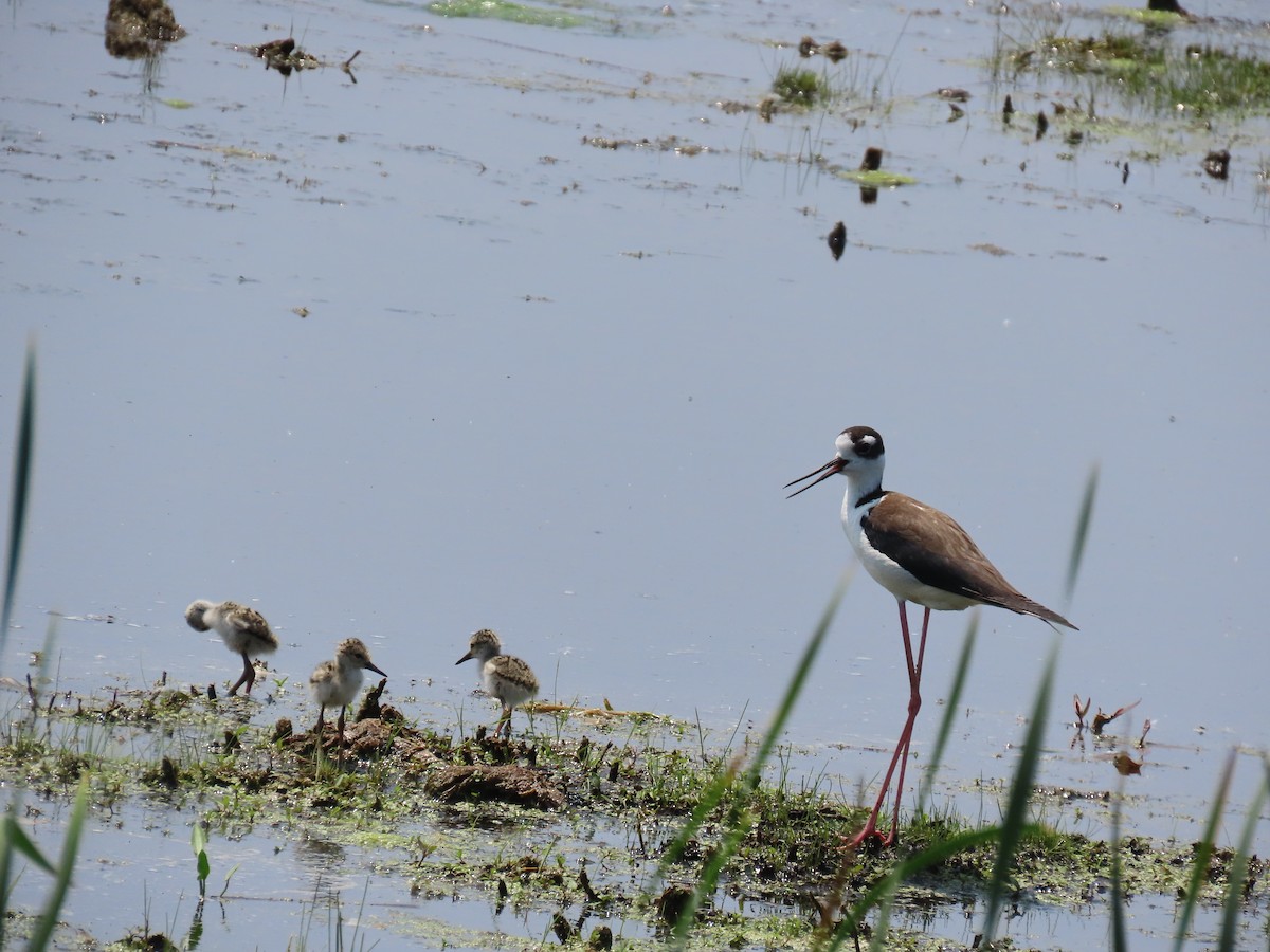 Black-necked Stilt - ML638426769