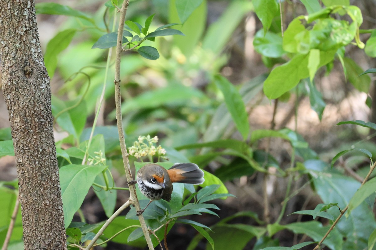 Australian Rufous Fantail - ML638426797