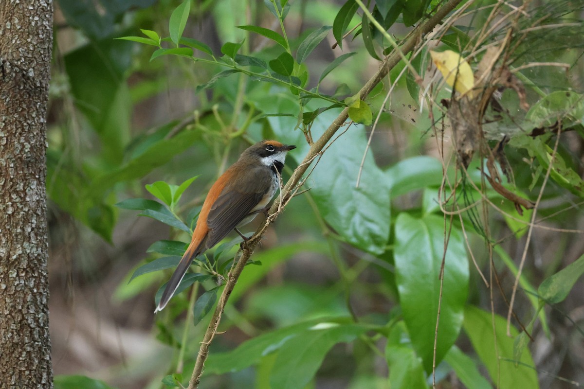 Australian Rufous Fantail - ML638426798