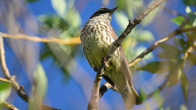 Northern Waterthrush - ML638426841