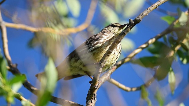 Northern Waterthrush - ML638426843