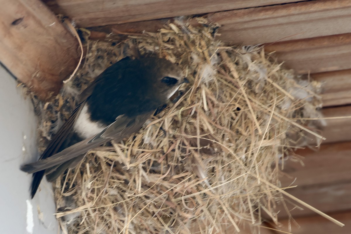 Little Swift - ML638426882
