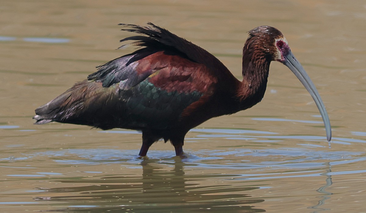 White-faced Ibis - ML638426890